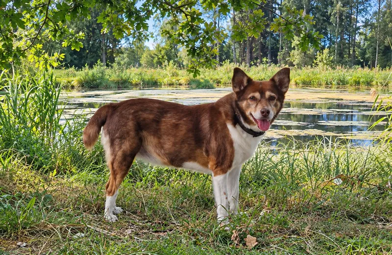 Hund nach Cortison zugenommen? Warum Sally trotz Diät nicht abnahm – und was ich daraus gelernt habe