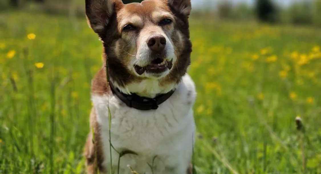 Mineralisches Gleichgewicht beim Hund – warum Mineralstoffe so wichtig sind