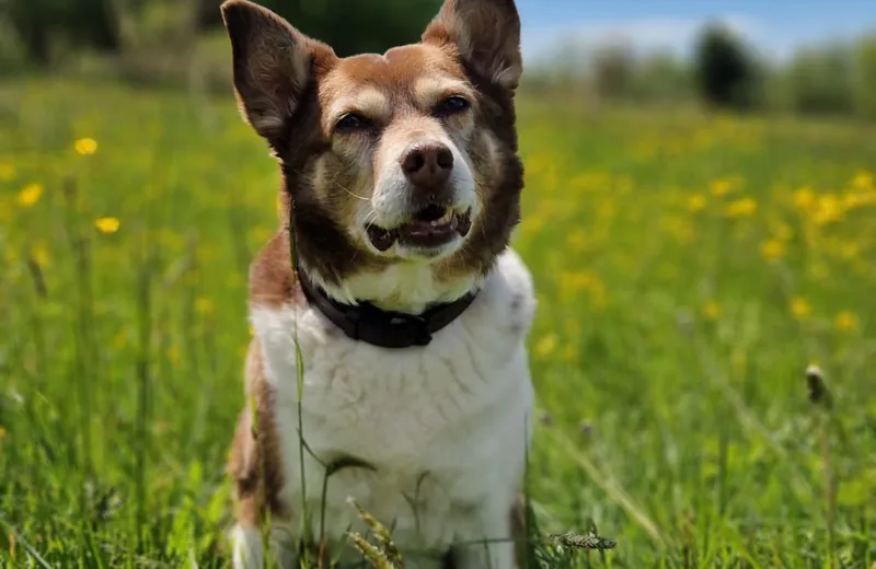 Mineralisches Gleichgewicht beim Hund – warum Mineralstoffe so wichtig sind