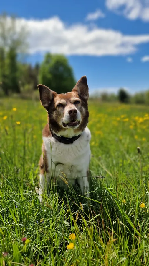 Dein Tier verdient das Beste. – Tierfuttervital