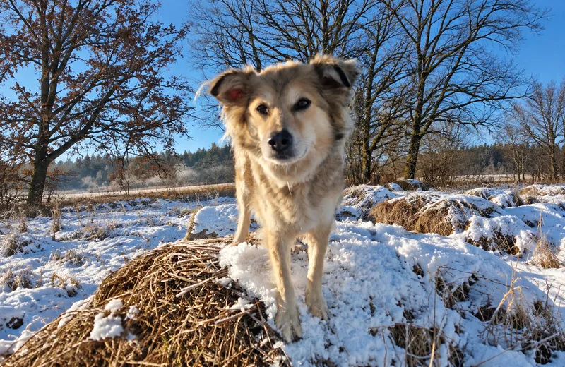 Silvesterstress beim Hund: Angies Veränderung mit Kräutern
