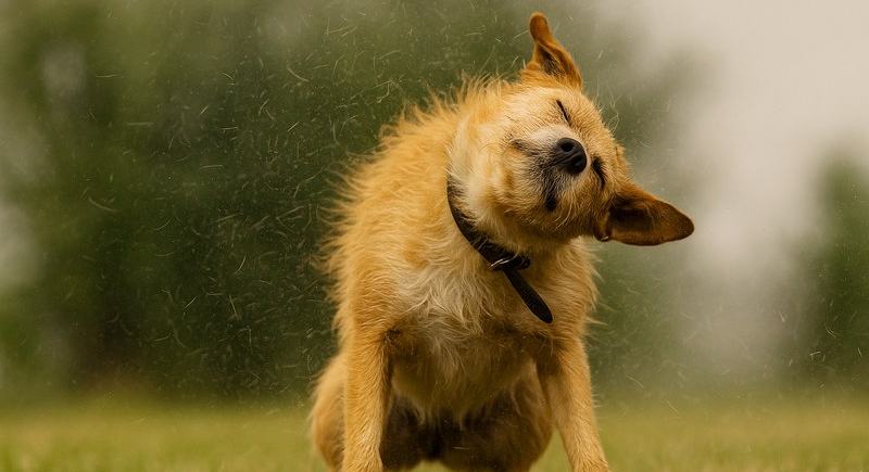 Fellwechsel bei Hund und Katze – warum deine Fellnase jetzt haart und wie du hilfst – Tierfuttervital Ratgeber