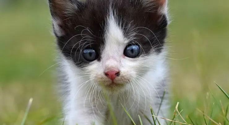 Gesund ernährt – aber reicht das deiner Katze wirklich? – Tierfuttervital Ratgeber