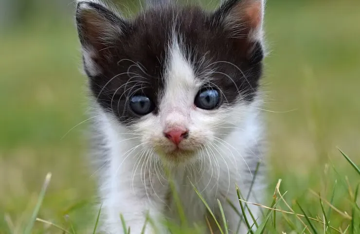 Gesund ernährt – aber reicht das deiner Katze wirklich? – Tierfuttervital Ratgeber