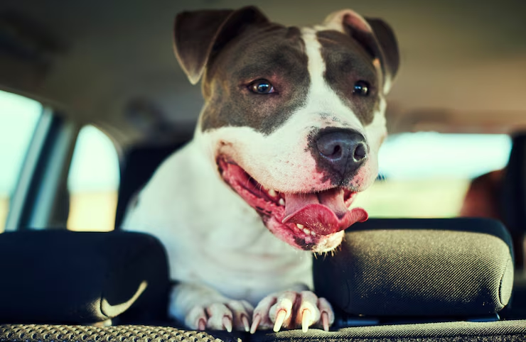 Hitze Auto – Tierfuttervital Ratgeber