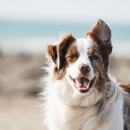 Hunde – Tierfuttervital