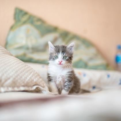 Katzen – Tierfuttervital