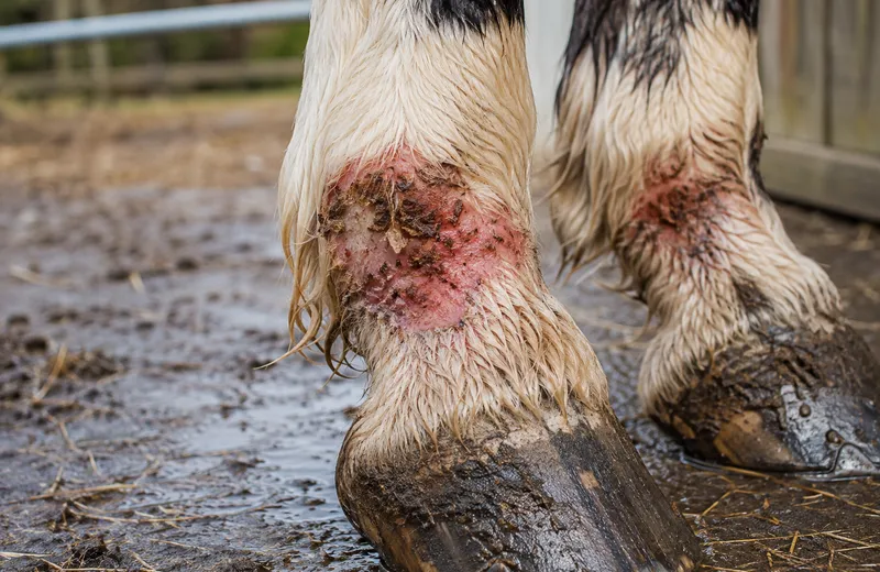 Mauke beim Pferd: Immer nur Krusten abmachen reicht nicht