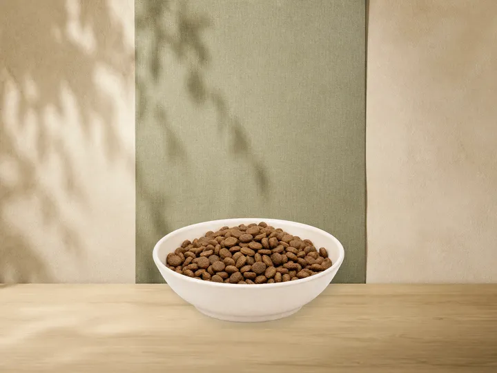MAXiDOG Allround Athletic – offizielle Futterdarstellung in der hellen, flachen Tierfuttervital-Keramikschale für Trockenfutter für Hunde.