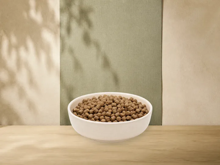 MAXiDOG Allround Champion – offizielle Futterdarstellung in der hellen, flachen Tierfuttervital-Keramikschale für Trockenfutter für Hunde.