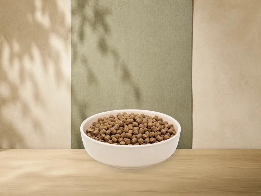 MAXiDOG Allround Champion – offizielle Futterdarstellung in der hellen, flachen Tierfuttervital-Keramikschale für Trockenfutter für Hunde.