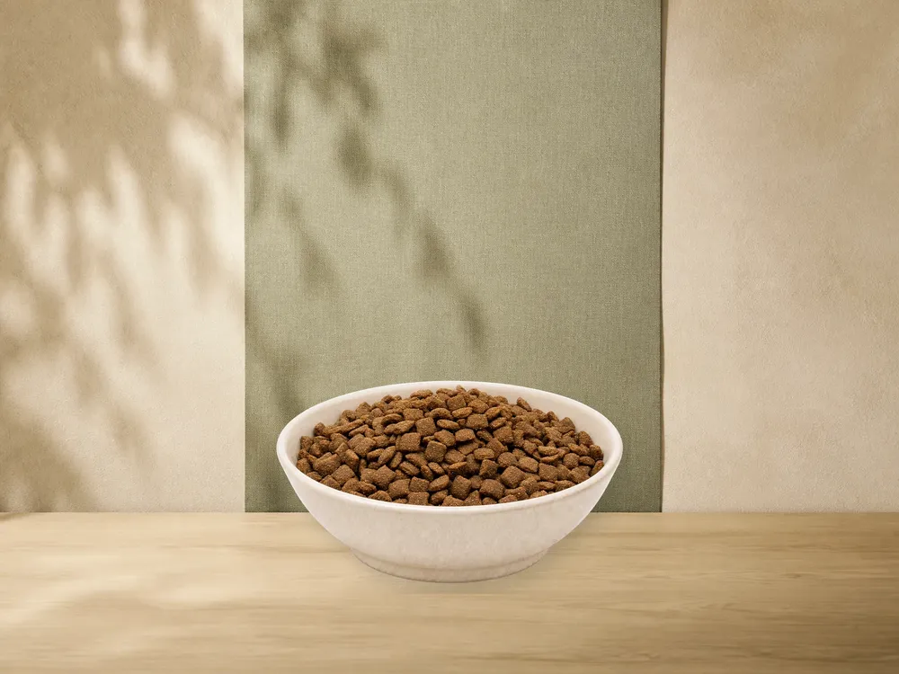 MAXiDOG Allround Wellness – offizielle Futterdarstellung in der hellen, flachen Tierfuttervital-Keramikschale für Trockenfutter für Hunde.