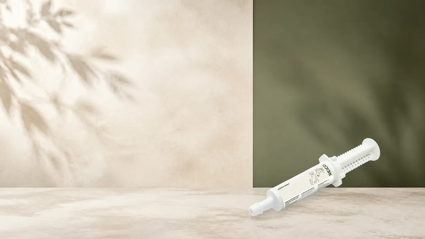 REiCO Joint Forte+, 60 ml – offizielles REiCO Produktmotiv in ruhiger Salbei- und Naturstein-Kulisse.
