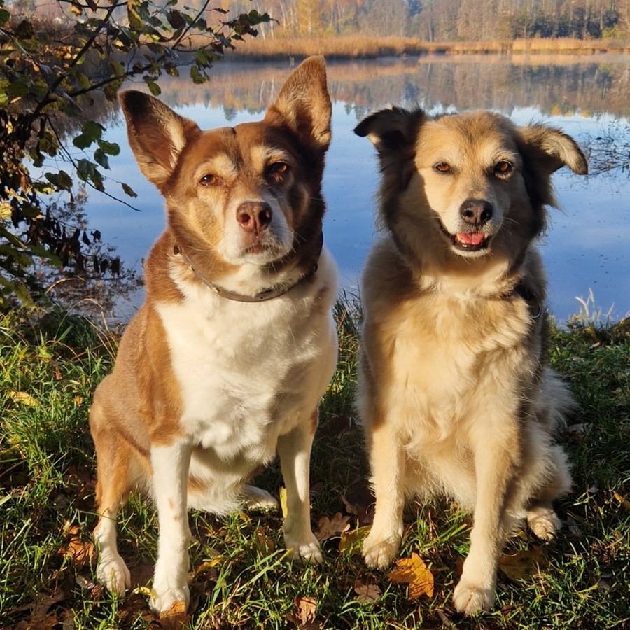 Reico in Penzberg – persönliche Futterberatung für deinen Hund