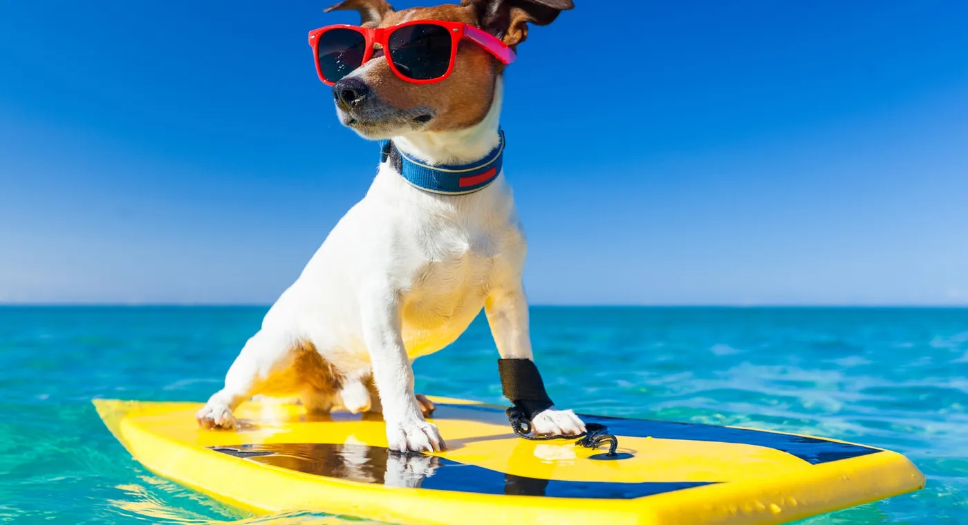 Urlaub mit Hund entspannt gestalten – Tierfuttervital Ratgeber