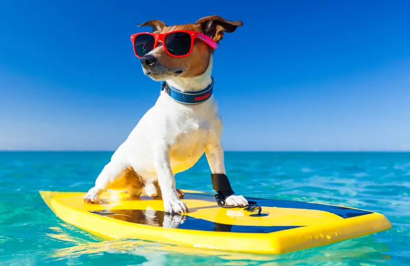 Urlaub mit Hund entspannt gestalten – Tierfuttervital Ratgeber