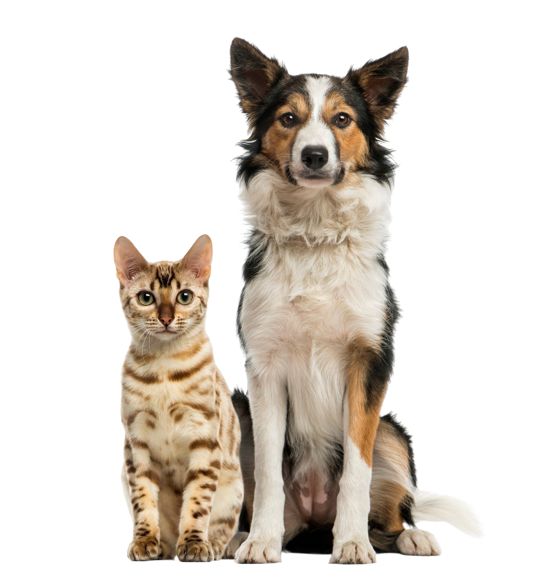 katze-und-hund-sitzen-zusammen