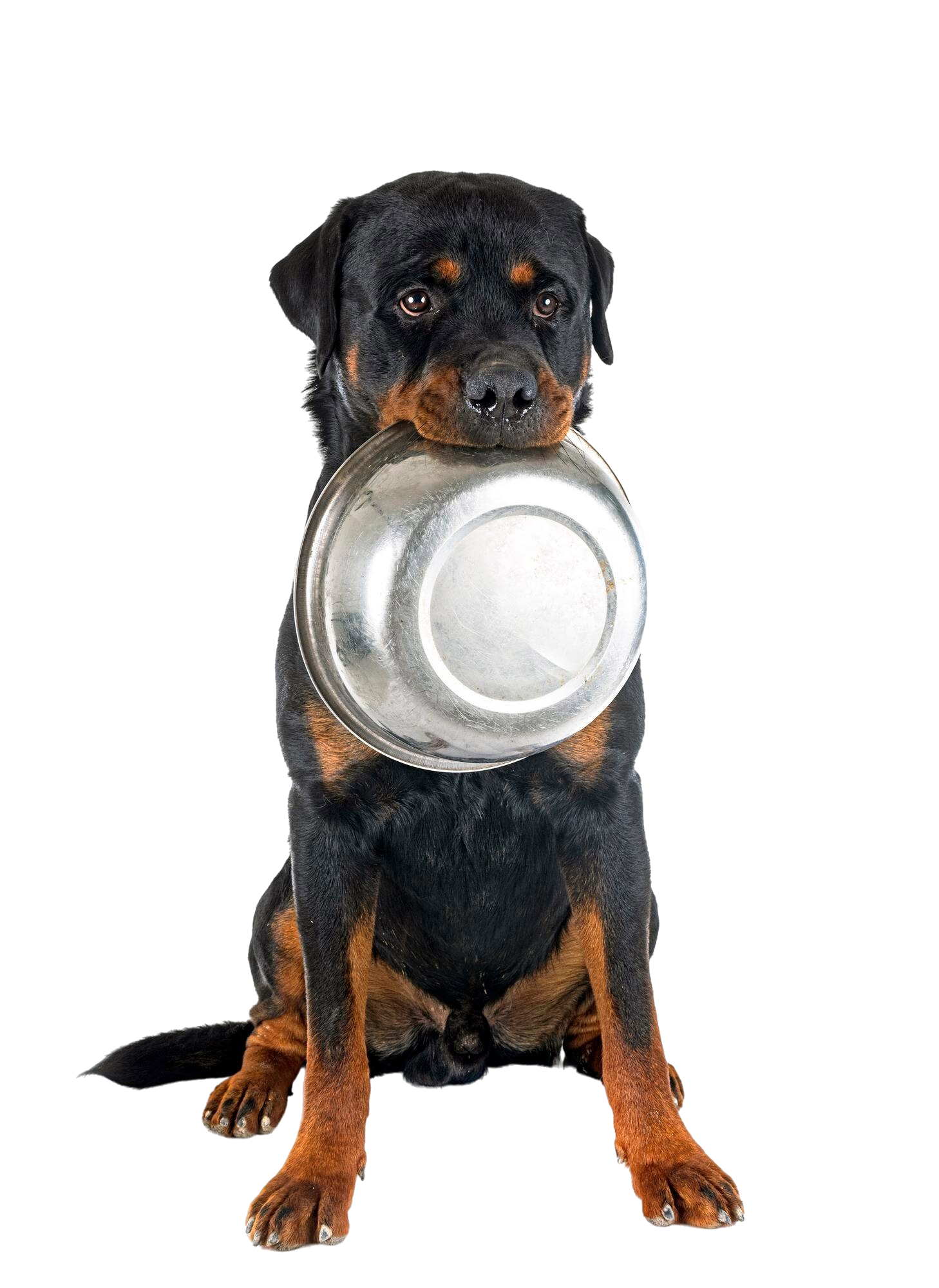 rottweiler-studio