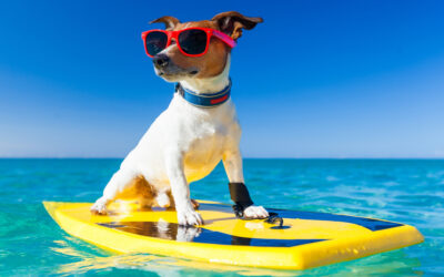 Urlaub mit Hund entspannt gestalten