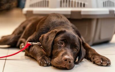 Urlaub mit Hund und Durchfall