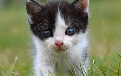 Gesund ernährt – aber reicht das deiner Katze wirklich