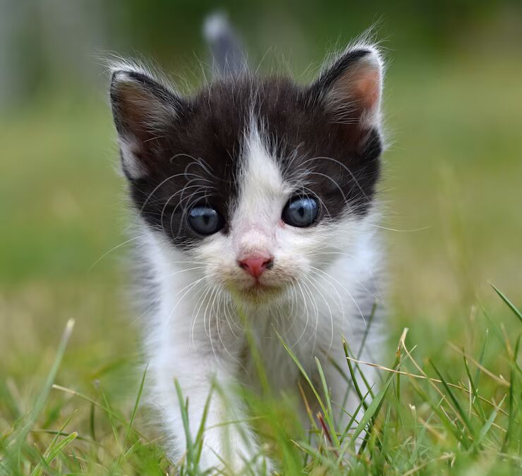 Gesund ernährt – aber reicht das deiner Katze wirklich
