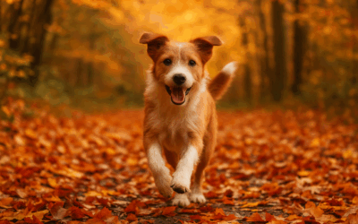 Hunde im Herbst: Wichtige Hinweise für die goldene Jahreszeit