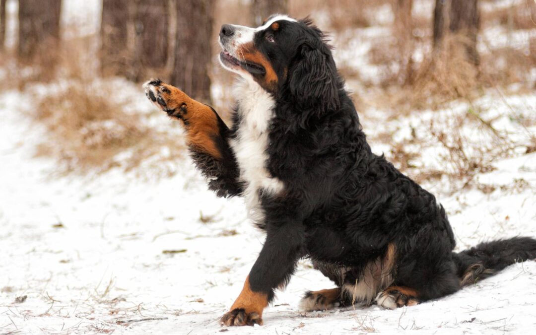 Winter, Salz & empfindliche Pfötchen – was hilft